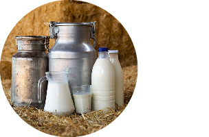 World Milk Day: Gratitude to the Farmers Around the World